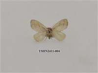 藏品(灰雙線刺蛾)的圖片